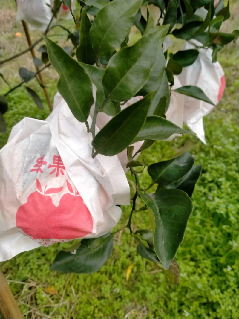 荣县留佳镇耙耙柑上市了，产地直销，全国供货，批发商**