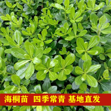 海桐七里香海桐球道路两旁园林绿化工程小树苗批发