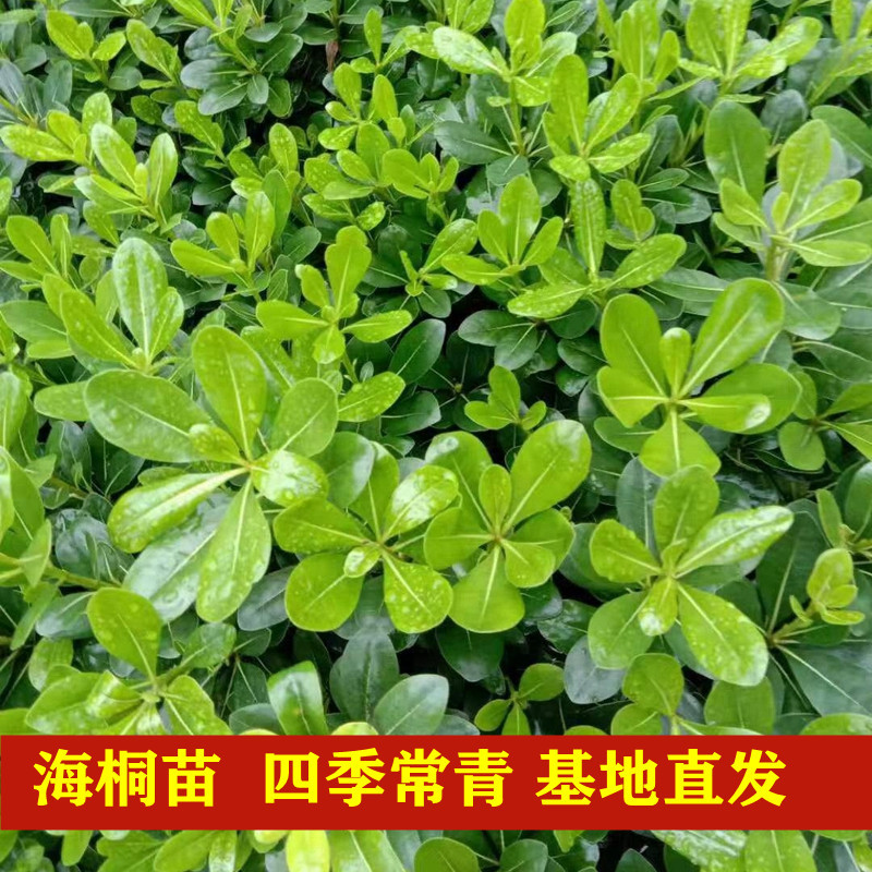 海桐七里香海桐球道路两旁园林绿化工程小树苗批发