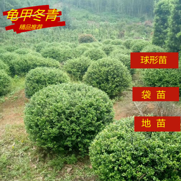 龟甲冬青小苗细叶冬青龟甲冬青球园林绿化工程苗木基地