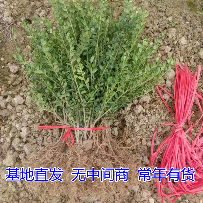 龟甲冬青小苗细叶冬青龟甲冬青球园林绿化工程苗木基地