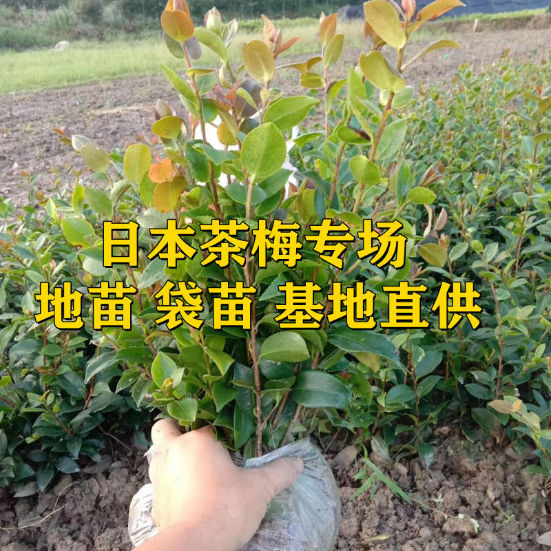 茶梅扦插工程小苗早茶梅茶梅球茶梅价格