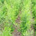 芦笋种子绿笋籽优质高产抗病强一代品种基地直发