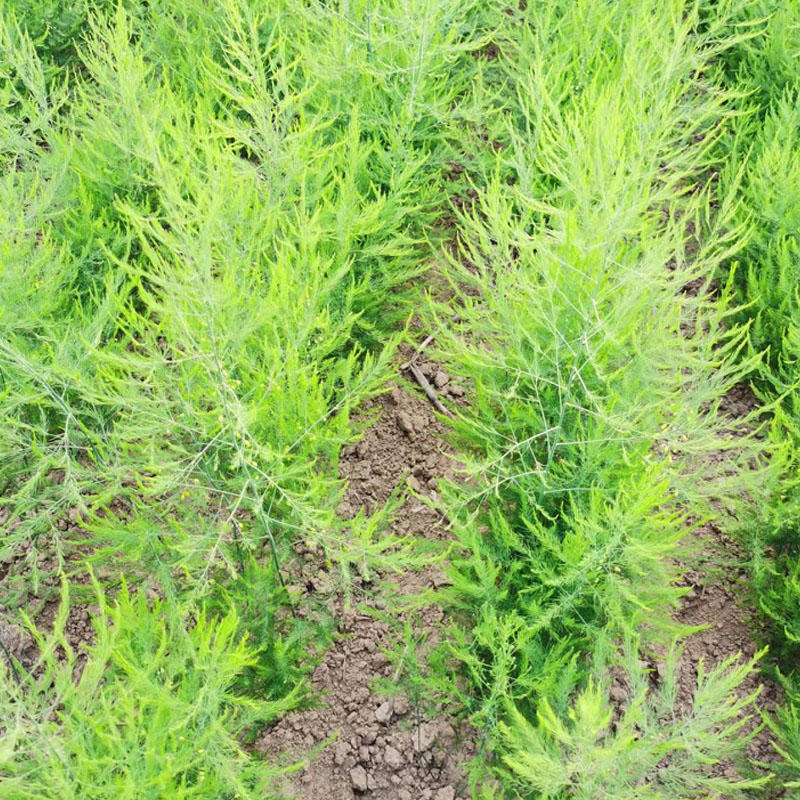 芦笋种子绿笋籽优质高产抗病强一代品种基地直发