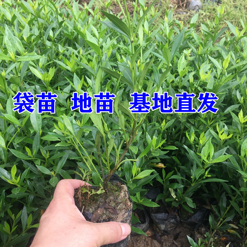 小叶栀子树雀舌栀子图片海栀子景观园林绿化工程苗木价格