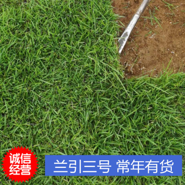 园林绿化用兰引三号草坪采购运动场真草皮湖南厂家批发单价