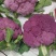 紫色花椰菜种子进口特色蔬菜紫色菜花种子紫花菜春秋种植