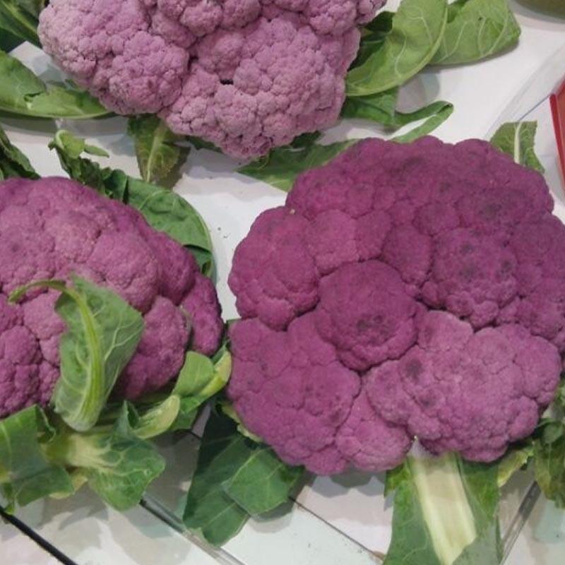 紫色花椰菜种子进口特色蔬菜紫色菜花种子紫花菜春秋种植