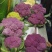紫色花椰菜种子进口特色蔬菜紫色菜花种子紫花菜春秋种植