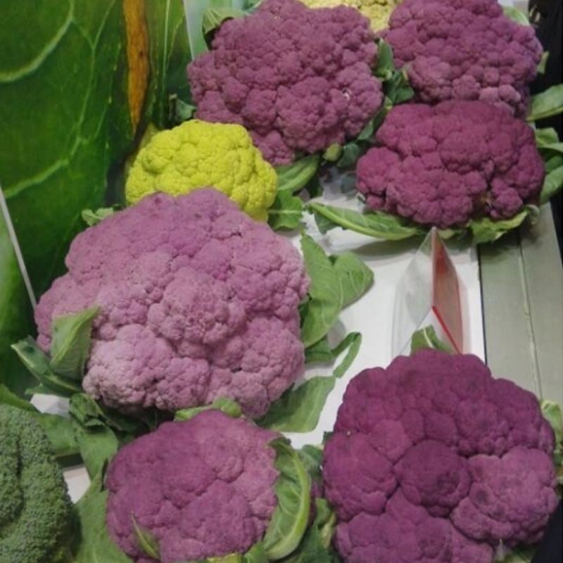 紫色花椰菜种子进口特色蔬菜紫色菜花种子紫花菜春秋种植