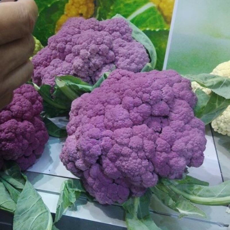 紫色花椰菜种子进口特色蔬菜紫色菜花种子紫花菜春秋种植