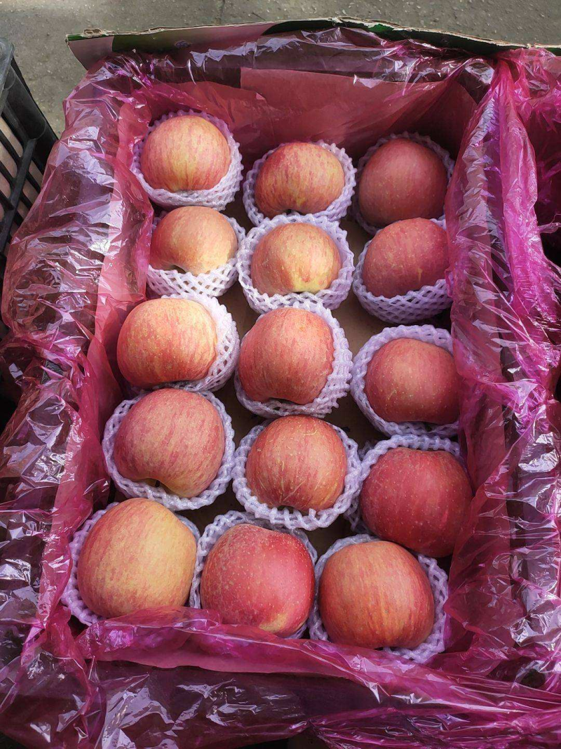 红富士苹果精品东北苹果价格便宜货品优质欢迎采购