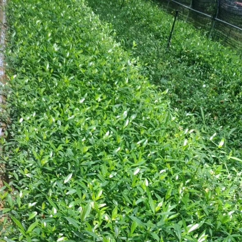 小叶栀子花苗海栀狭雀舌水栀子粗壮多分枝园林绿化小树苗