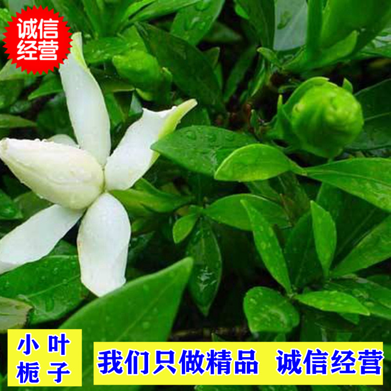 小叶栀子花苗海栀狭雀舌水栀子粗壮多分枝园林绿化小树苗