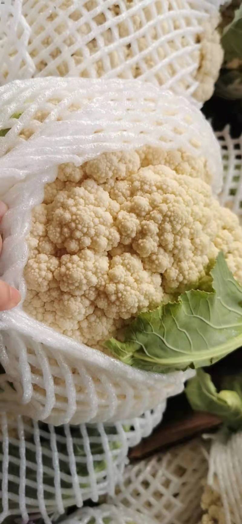 【精品】有机花菜松花菜大量上市货量充足量大从优欢迎选购！