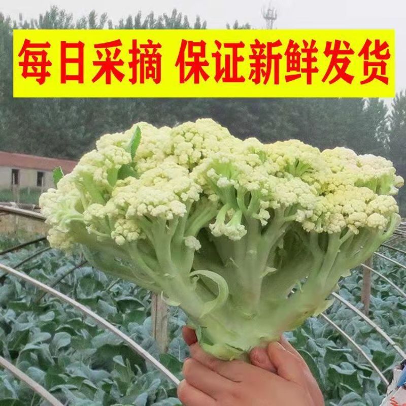 【精品】有机花菜松花菜大量上市货量充足量大从优欢迎选购！