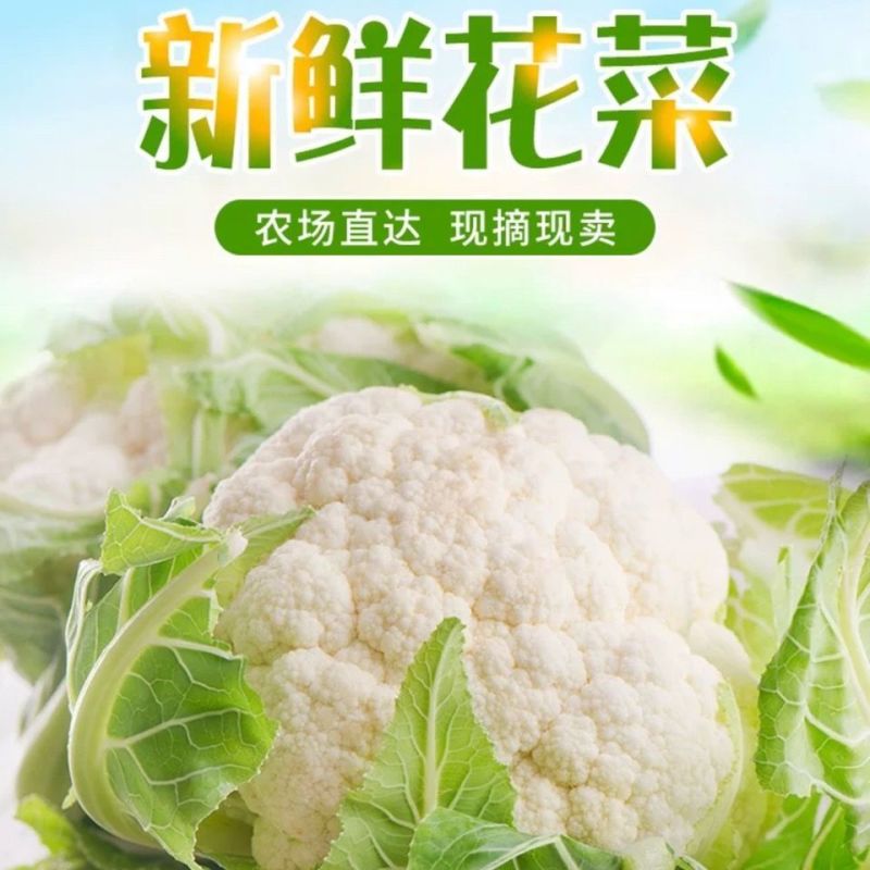 【精品】有机花菜松花菜大量上市货量充足量大从优欢迎选购！