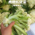 【精品】有机花菜松花菜大量上市货量充足量大从优欢迎选购！