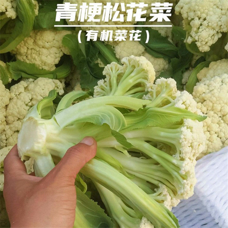 【精品】有机花菜松花菜大量上市货量充足量大从优欢迎选购！