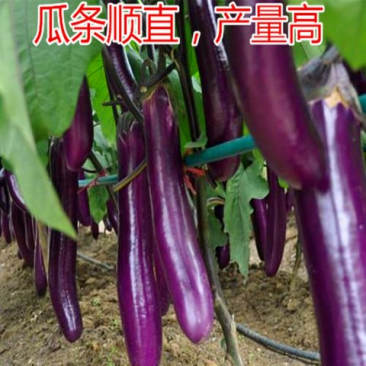 【精选】紫红长茄大量上市货量充足产地直发量大从优！