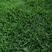 兰引三号园林绿化用天然运动场护坡真草皮湖南足球场草坪