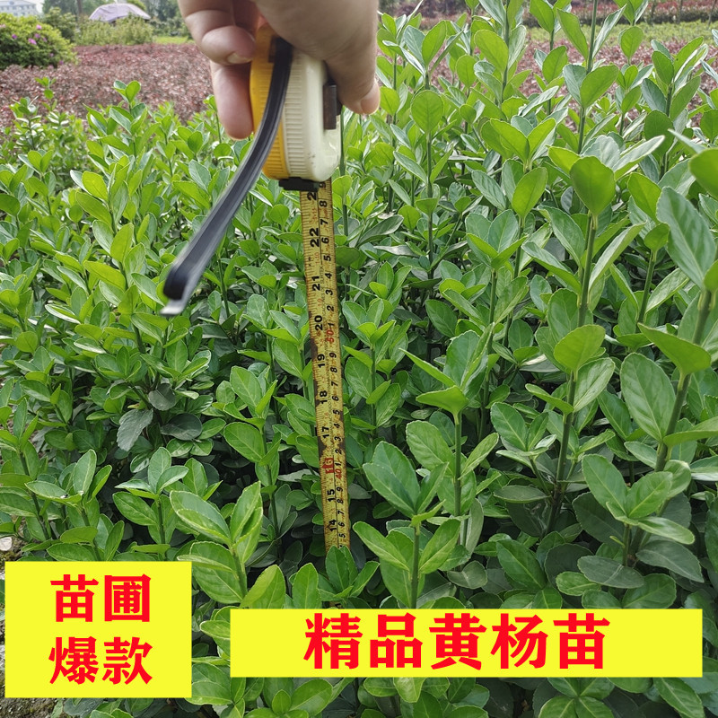 大叶黄杨树小叶瓜子黄杨球金边叶黄杨图片绿化苗木的价格