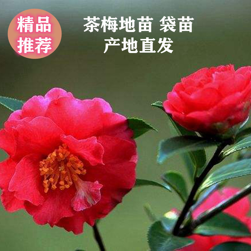 湖南茶梅小苗湖北茶梅花球庭院别墅绿化观花植物价格