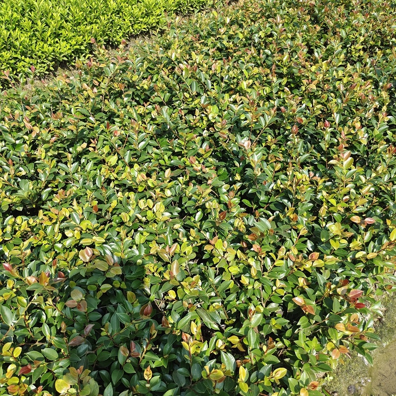 湖南茶梅小苗湖北茶梅花球庭院别墅绿化观花植物价格