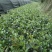 湖南茶梅小苗湖北茶梅花球庭院别墅绿化观花植物价格