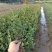湖南茶梅小苗湖北茶梅花球庭院别墅绿化观花植物价格