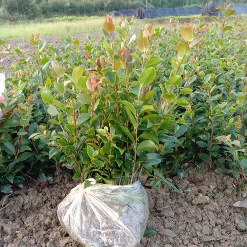 湖南茶梅小苗湖北茶梅花球庭院别墅绿化观花植物价格