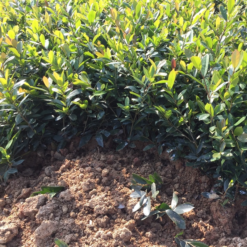中华蚊母树小苗小叶蚊母道路两旁园林绿化工程树木苗圃批发