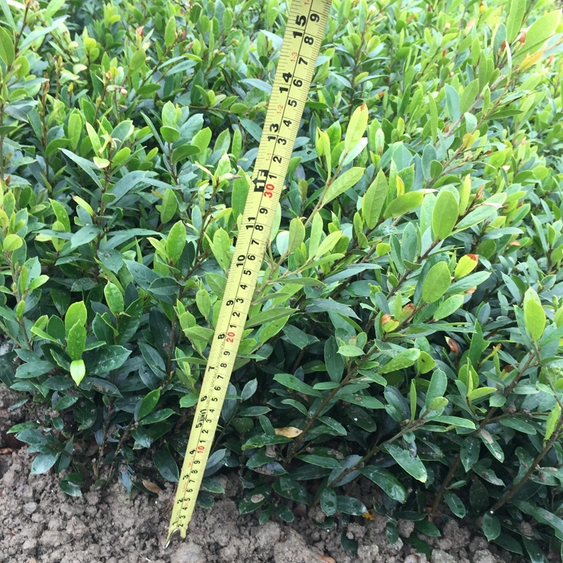 中华蚊母树小苗小叶蚊母道路两旁园林绿化工程树木苗圃批发