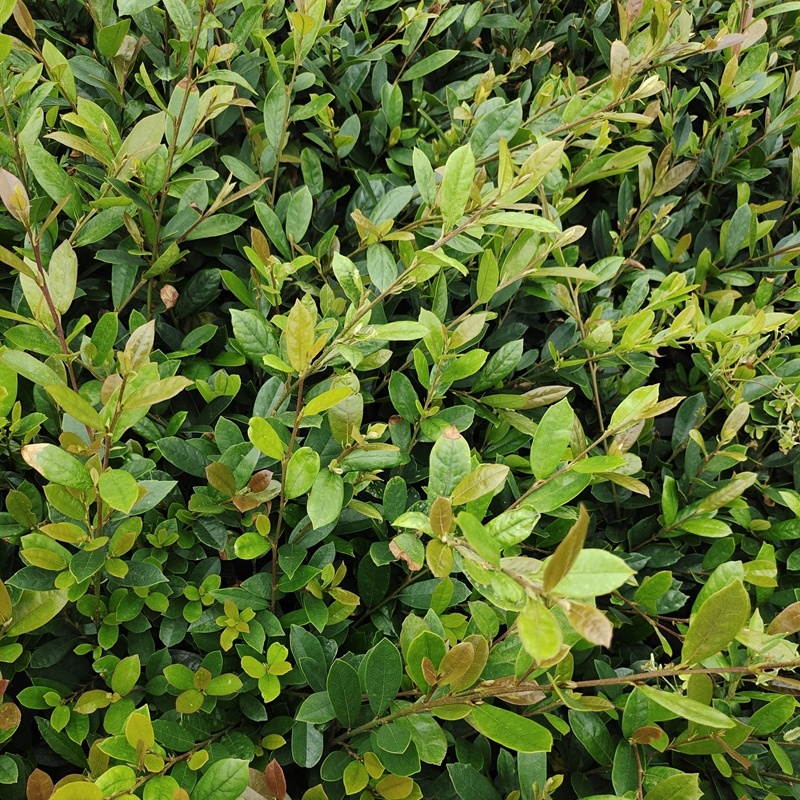 中华蚊母树小苗小叶蚊母道路两旁园林绿化工程树木苗圃批发