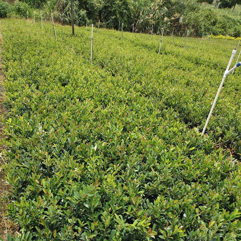 中华蚊母树小苗小叶蚊母道路两旁园林绿化工程树木苗圃批发