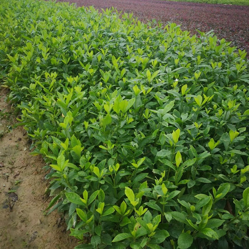 大叶栀子牡丹栀子花山栀子树景观绿化工程花卉植物