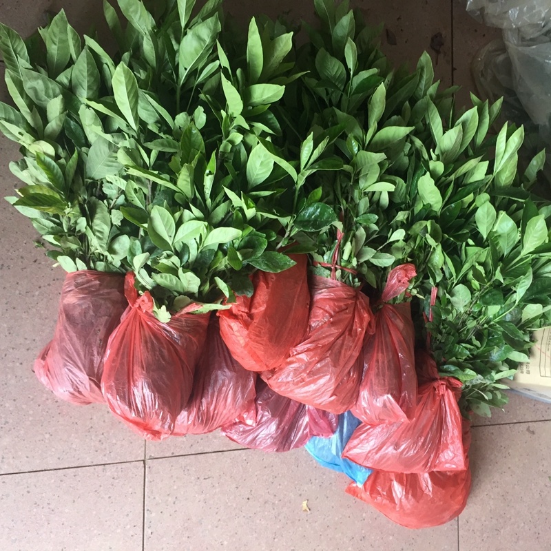 大叶栀子牡丹栀子花山栀子树景观绿化工程花卉植物