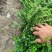 紫色满天星细叶萼距花别墅景观园林绿化小树苗花卉植物