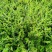 紫色满天星细叶萼距花别墅景观园林绿化小树苗花卉植物