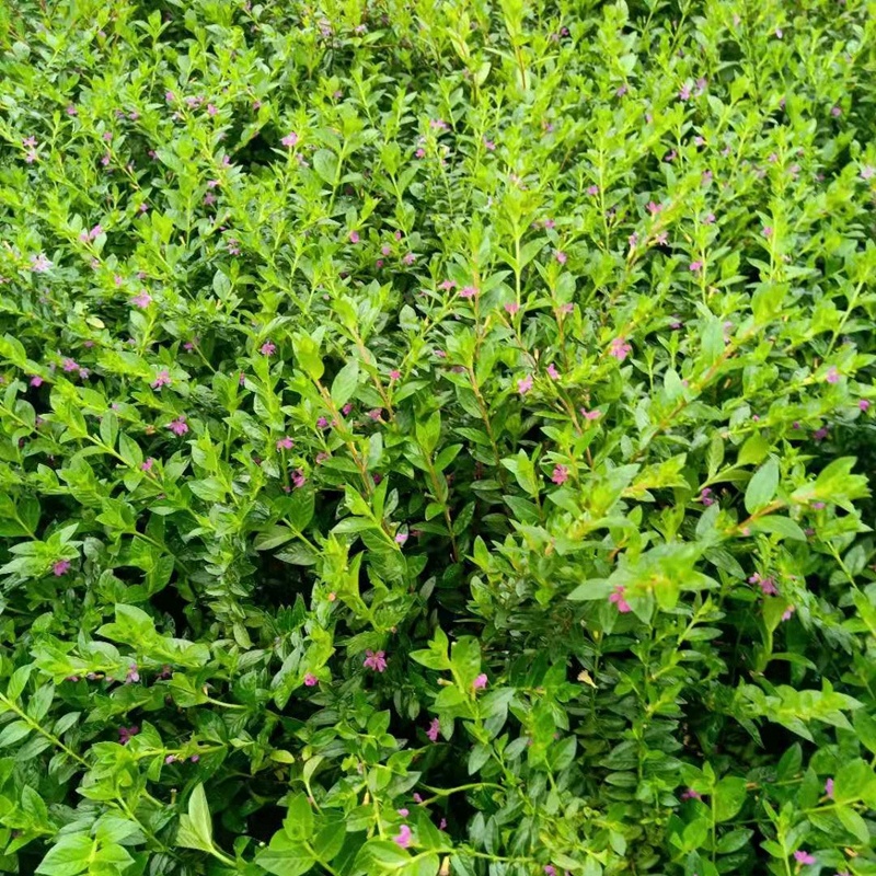 紫色满天星细叶萼距花别墅景观园林绿化小树苗花卉植物