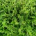 紫色满天星细叶萼距花别墅景观园林绿化小树苗花卉植物