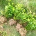 紫色满天星细叶萼距花别墅景观园林绿化小树苗花卉植物