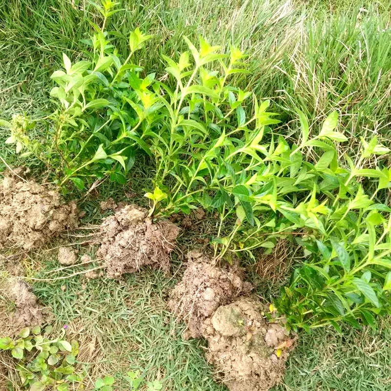 紫色满天星细叶萼距花别墅景观园林绿化小树苗花卉植物