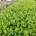 紫色满天星细叶萼距花别墅景观园林绿化小树苗花卉植物