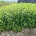 紫色满天星细叶萼距花别墅景观园林绿化小树苗花卉植物