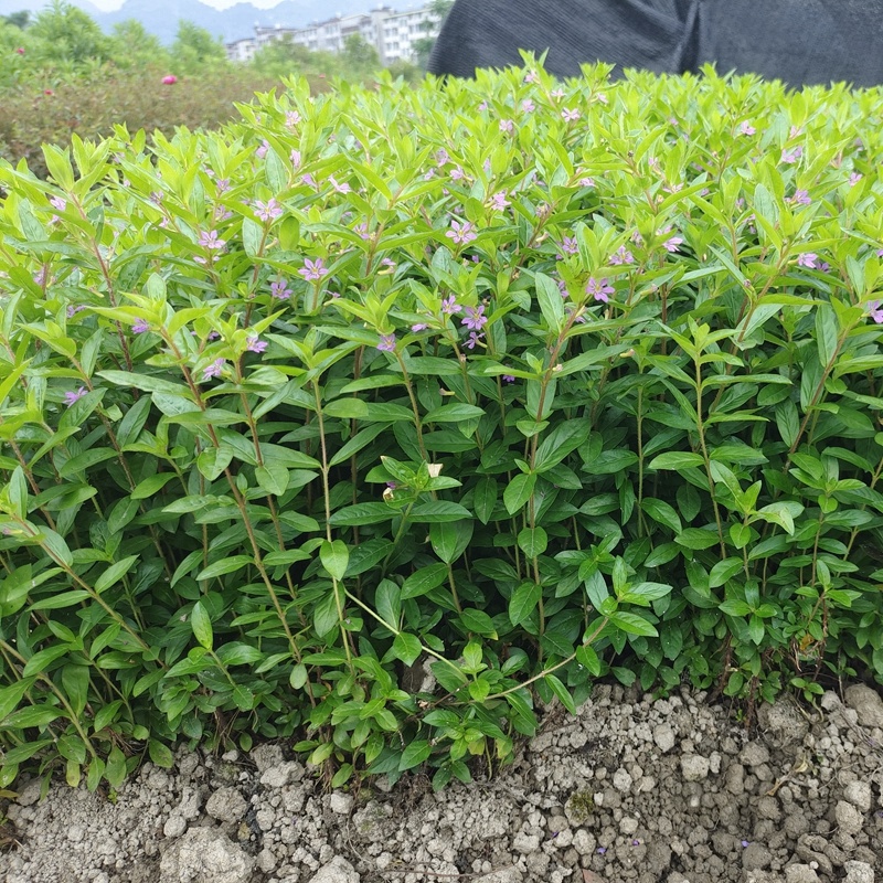 紫色满天星细叶萼距花别墅景观园林绿化小树苗花卉植物