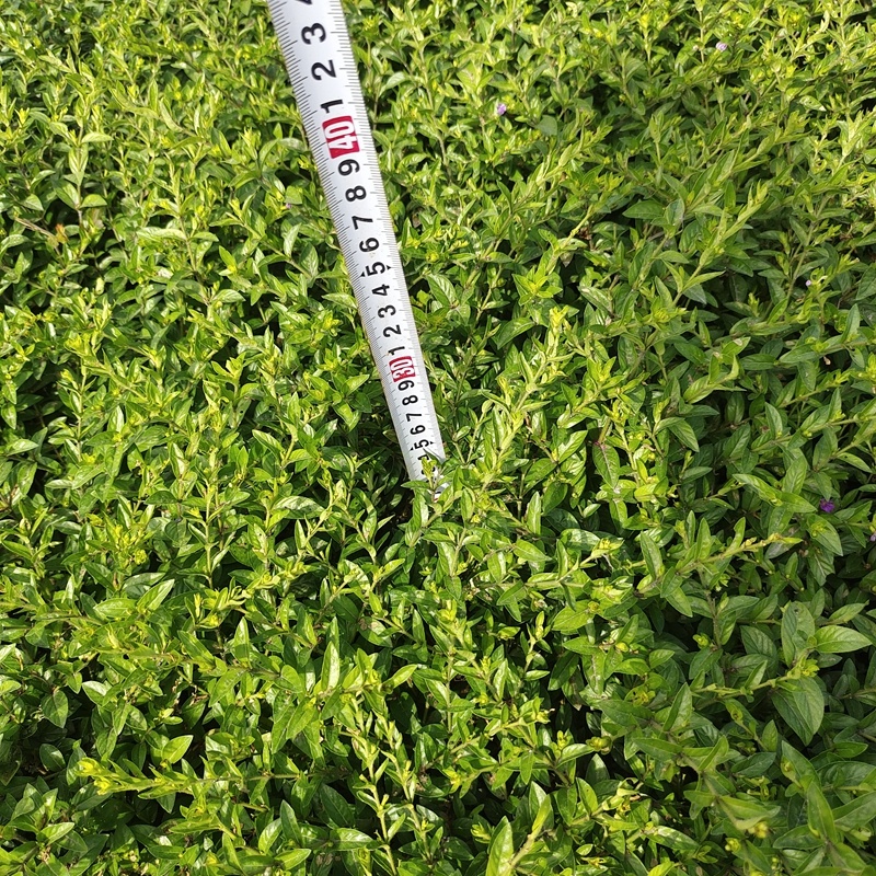 紫色满天星细叶萼距花别墅景观园林绿化小树苗花卉植物