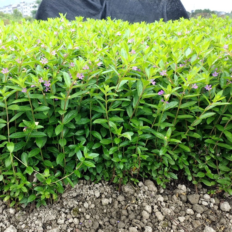 紫色满天星细叶萼距花别墅景观园林绿化小树苗花卉植物