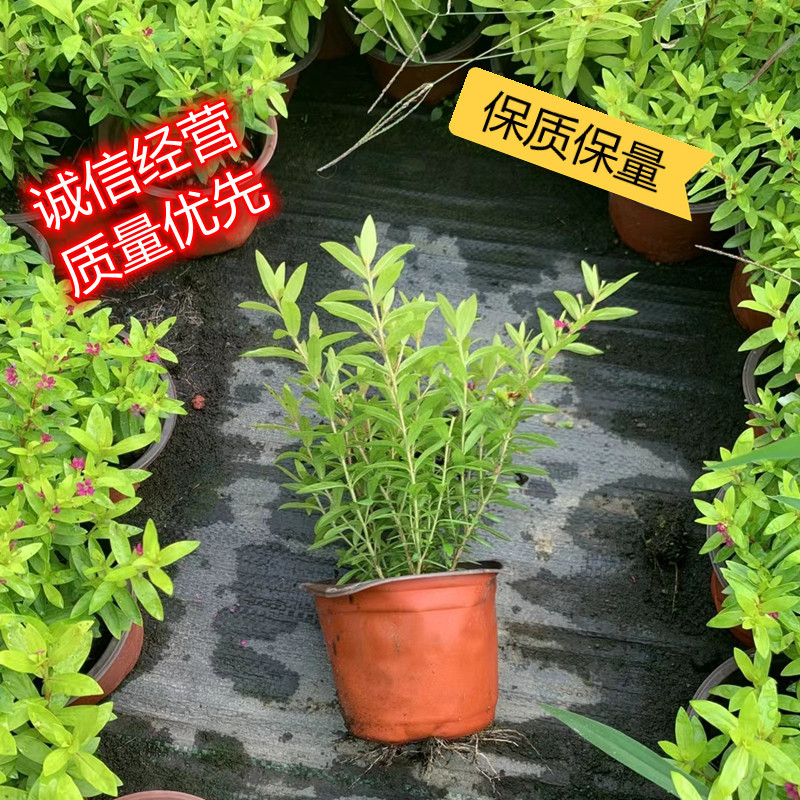紫色满天星细叶萼距花别墅景观园林绿化小树苗花卉植物