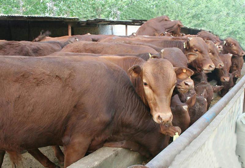 西门塔尔牛肉牛养殖基地直发全国免费运输包回收包技术